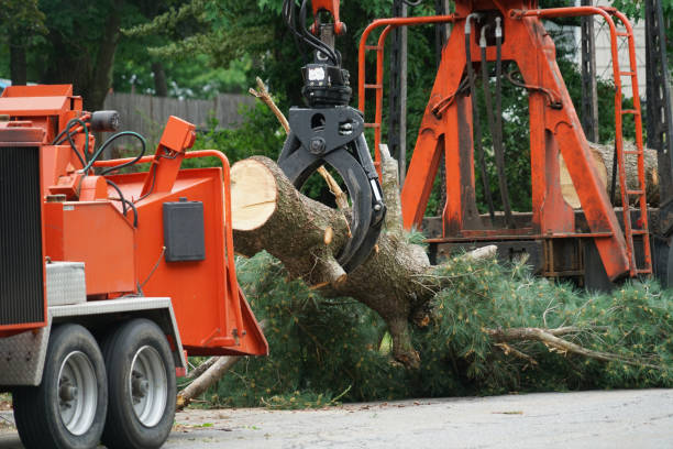 Large Tree Removal in Oglethorpe, GA